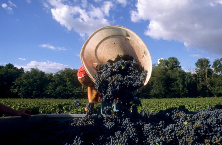 Connaissez-vous le droit aux vendanges ? 🍇